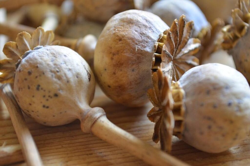 dried poppy pods usa