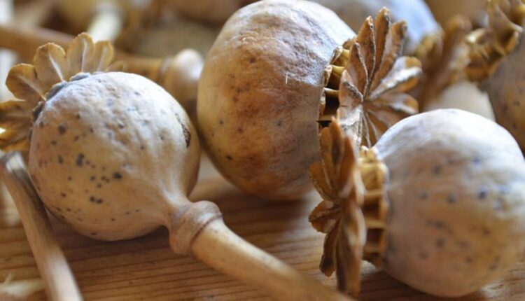 dried poppy pods usa